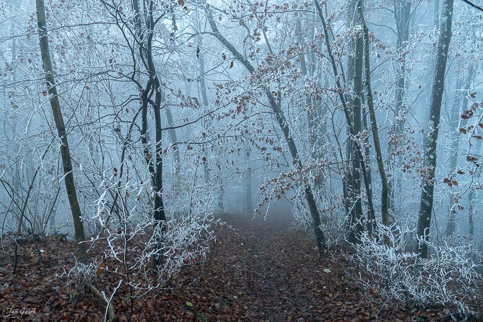 Gefrorener Wald mit Reif überzogenen Ästen neblige Winterstimmung Nordwestschweiz Schweiz Jan Geerk Fotograf Basel