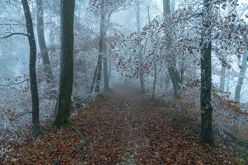 Nebeliger Laubwald mit gefrorenen Blättern im Winter, Nordwestschweiz – Jan Geerk Fotograf Basel