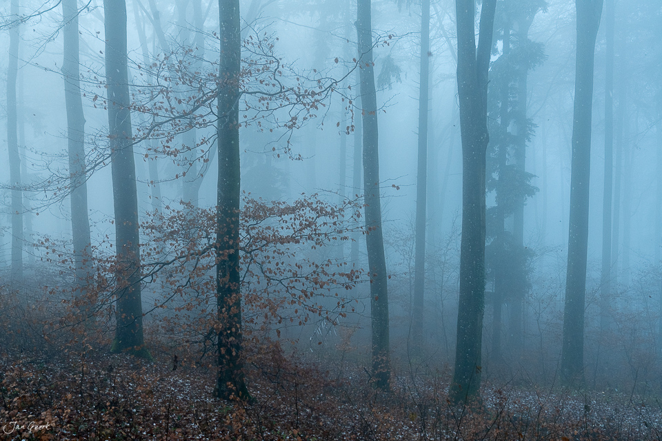 Nebelwald mit kahlen Bäumen und Herbstlaub Gislifluh Aargau Schweiz – Jan Geerk Fotograf Basel