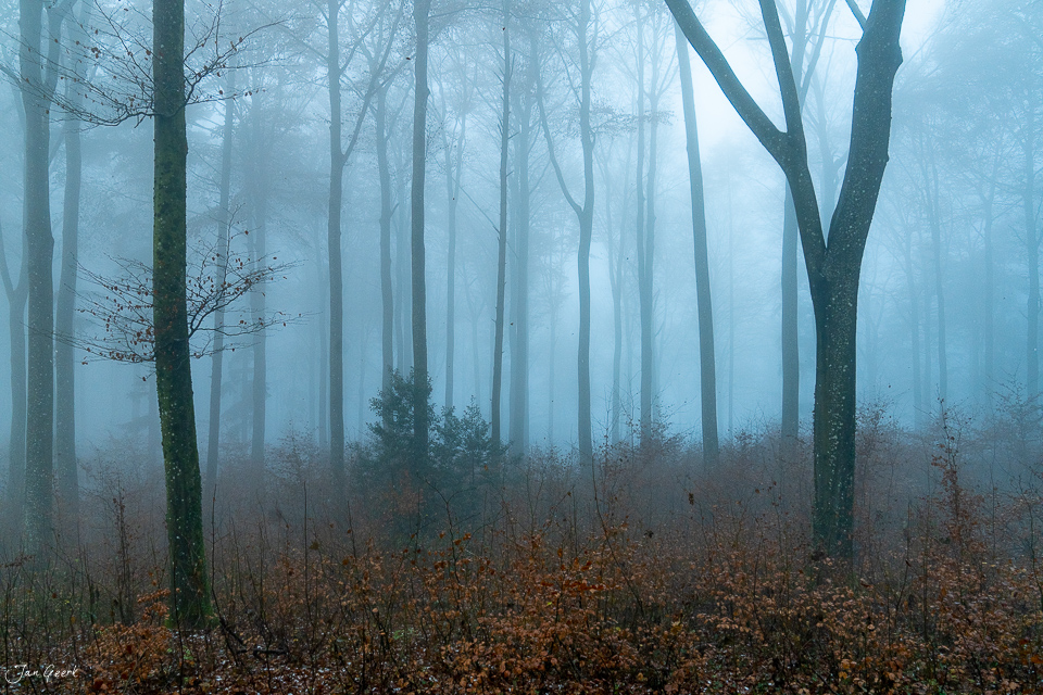 Nebelwald mit kahlen Bäumen und Herbstlaub Gislifluh Aargau Nordwestschweiz Schweiz Jan Geerk Fotograf Basel