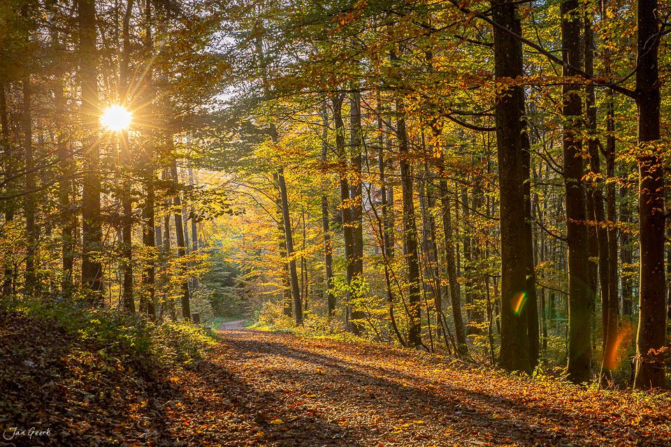Herbstwald mit Kantlicht und Wanderweg in der Wasserfluh Aargau Schweiz von Jan Geerk Fotograf Basel