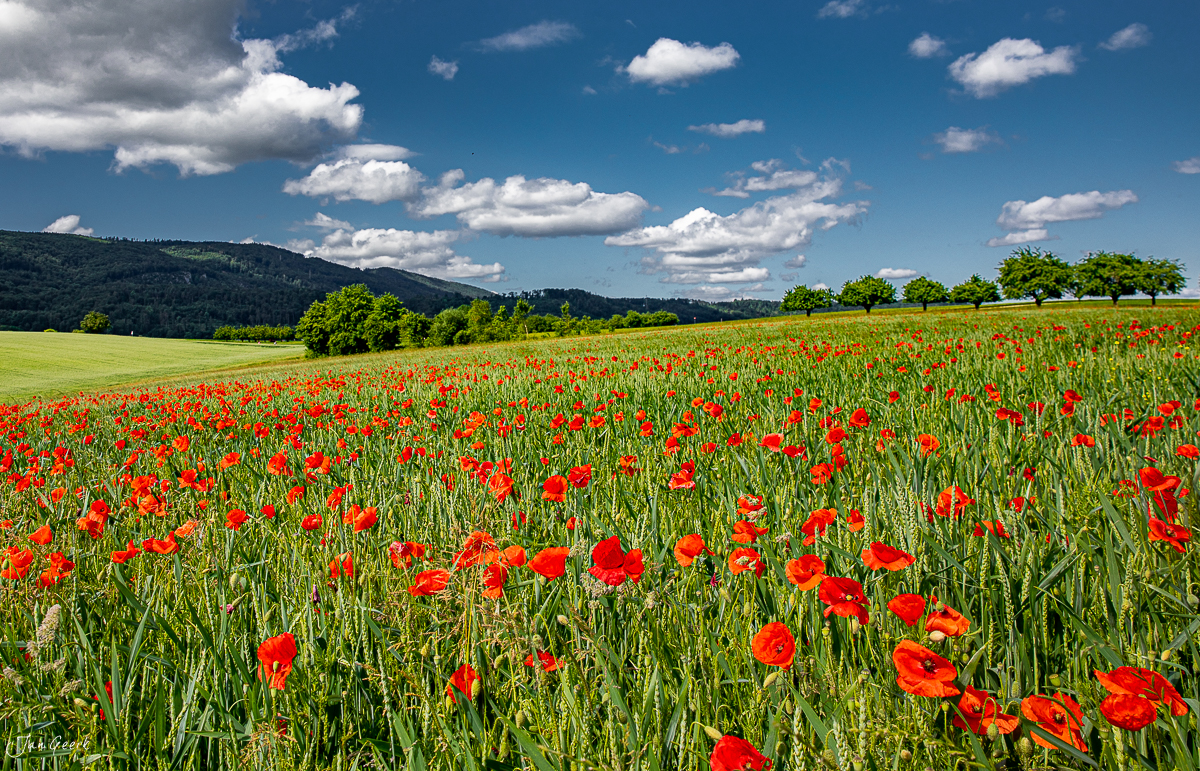 Rotes Mohnfeld in voller Blüte bei Aesch, Sommer mit blauem Himmel und weissen Wolken, Nordwestschweiz – Jan Geerk Fotograf Basel