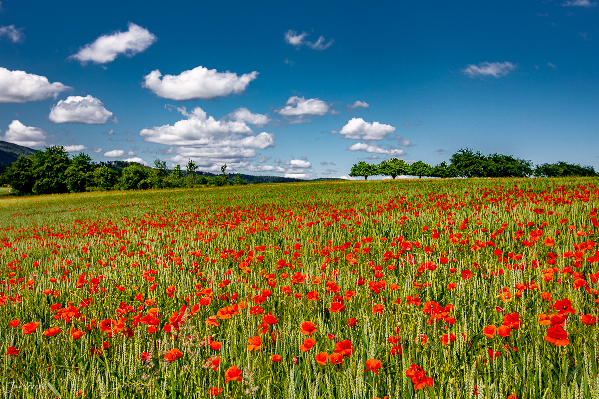 Rotes Mohnfeld in Aesch mit blauem Himmel und weissen Wolken, Sommerstimmung in der Schweiz – Jan Geerk Fotograf Basel