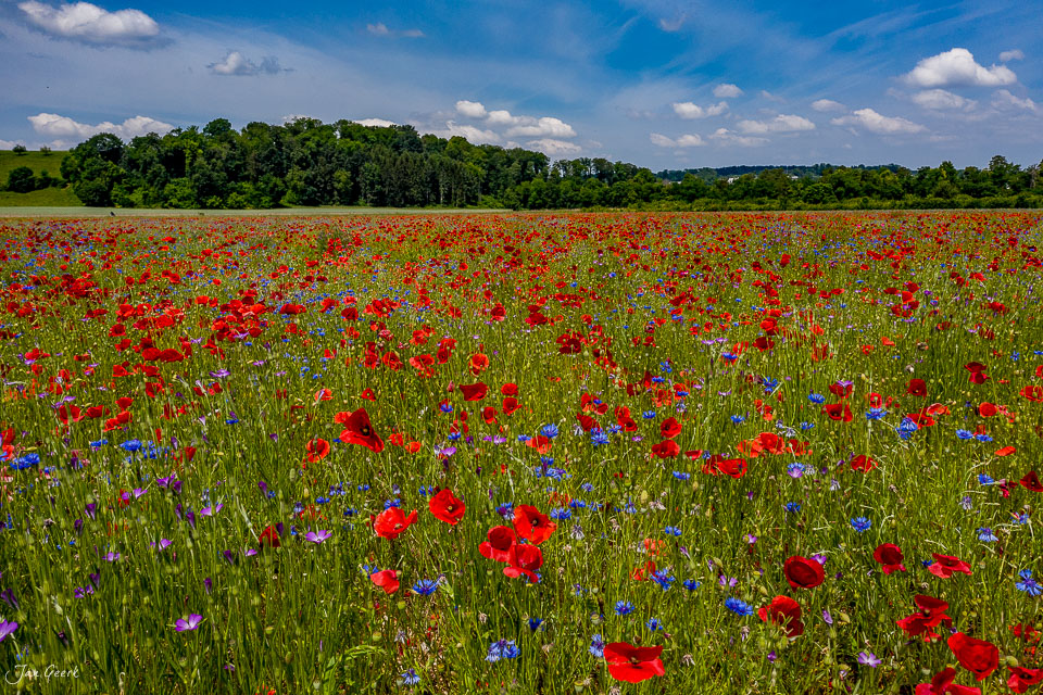 Blühendes Mohnfeld in Aesch mit Kornblumen, Sommertaglicht, Nordwestschweiz – Jan Geerk Fotograf Basel