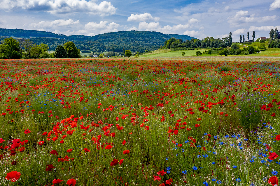 Rotes Mohnfeld in Aesch mit blühenden Kornblumen, grüne Hügellandschaft und Pappelallee, Sommer, Nordwestschweiz – Jan Geerk Fotograf Basel