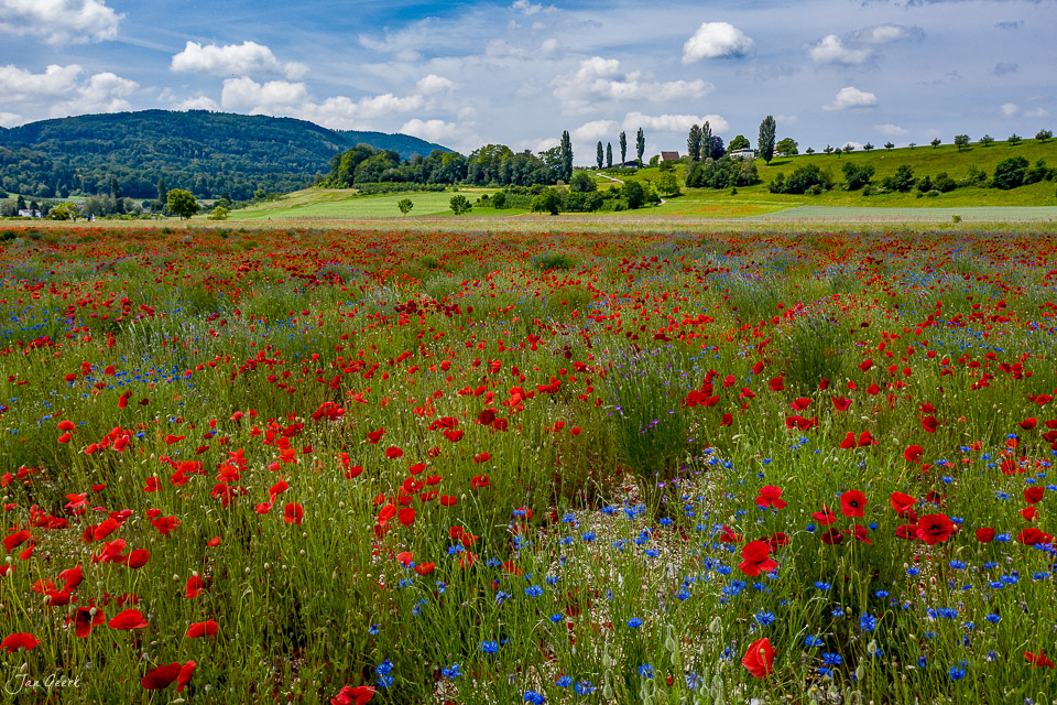 Rotes Mohnfeld in Aesch mit blauen Kornblumen, grüne Hügel und Pappeln im Hintergrund, Frühsommer, Nordwestschweiz – Jan Geerk Fotograf Basel