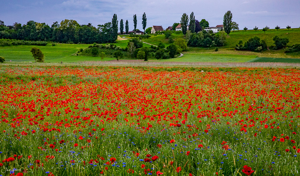 Rotes Mohnfeld in Aesch mit Bauernhöfen und Pappeln im Frühsommer, Baselland Schweiz – Jan Geerk Fotograf Basel