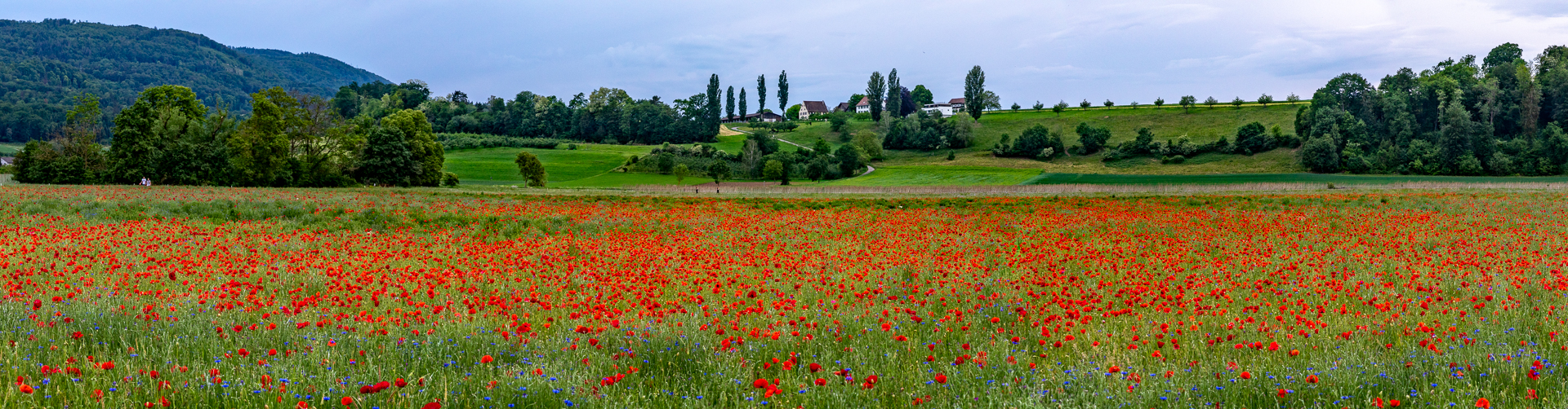 Rotes Mohnfeld in Aesch mit blühendem Getreide, grüne Hügel und Pappeln im Hintergrund, sommerliches Kantlicht Baselland Schweiz – Jan Geerk Fotograf Basel