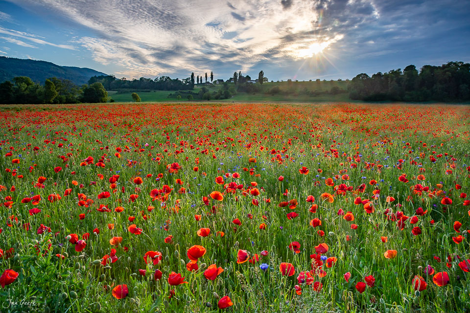 Rotes Mohnfeld in Aesch mit Pappeln und Alpenpanorama bei Sonnenaufgang, Baselland Schweiz – Jan Geerk Fotograf Basel