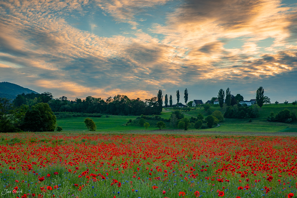 Rotes Mohnfeld in Aesch mit Pappeln und Bauernhäusern im goldenen Abendlicht, Baselland Schweiz – Jan Geerk Fotograf Basel