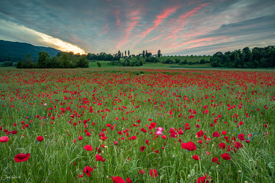 Rotes Mohnfeld in Aesch bei Sonnenuntergang mit dramatischem Himmel, Baselland Schweiz – Jan Geerk Fotograf Basel