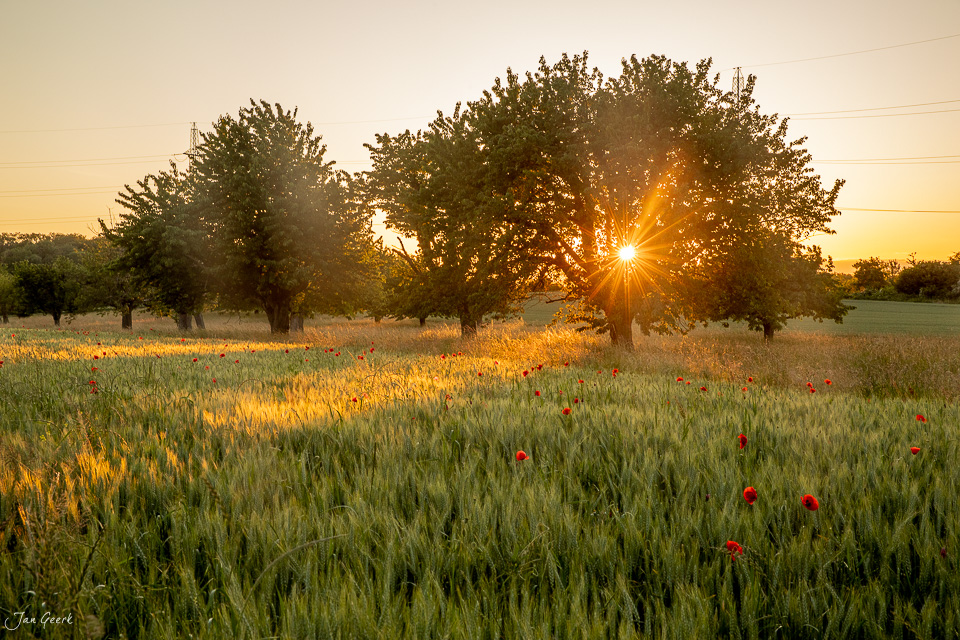 Mohnfeld bei Aesch mit blühendem Mohn bei Sonnenuntergang im Baselbiet Schweiz von Jan Geerk Fotograf Basel