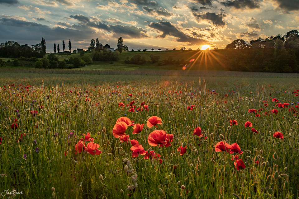 Rotes Mohnfeld bei Aesch im Baselland während goldener Stunde – Natur Schweiz Jan Geerk Fotograf Basel