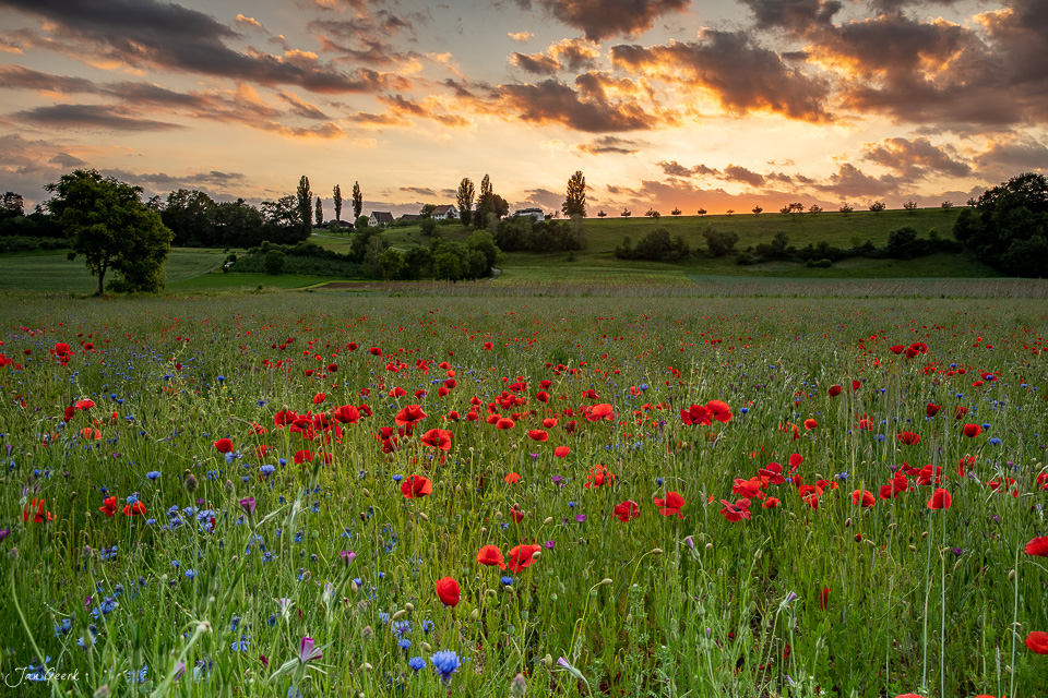 Mohnfeld in Aesch mit roten Blüten bei dramatischem Sonnenuntergang, Baselland Schweiz – Jan Geerk Fotograf Basel