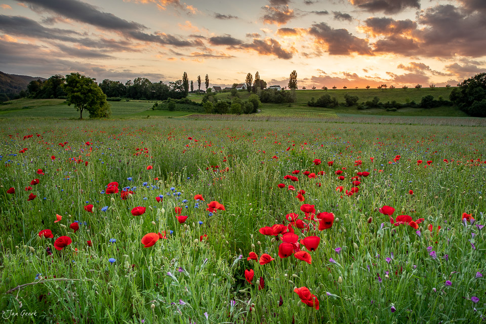 Mohnfeld in Aesch mit roten Blüten, grünen Wiesen und dramatischem Sonnenuntergang in Baselland, Schweiz – Jan Geerk Fotograf Basel