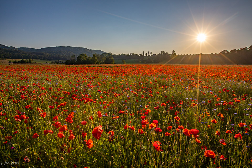Rotes Mohnfeld in voller Blüte bei Aesch im Baselbiet, Sonnenlicht und Berge, Schweiz – Jan Geerk Fotograf Basel