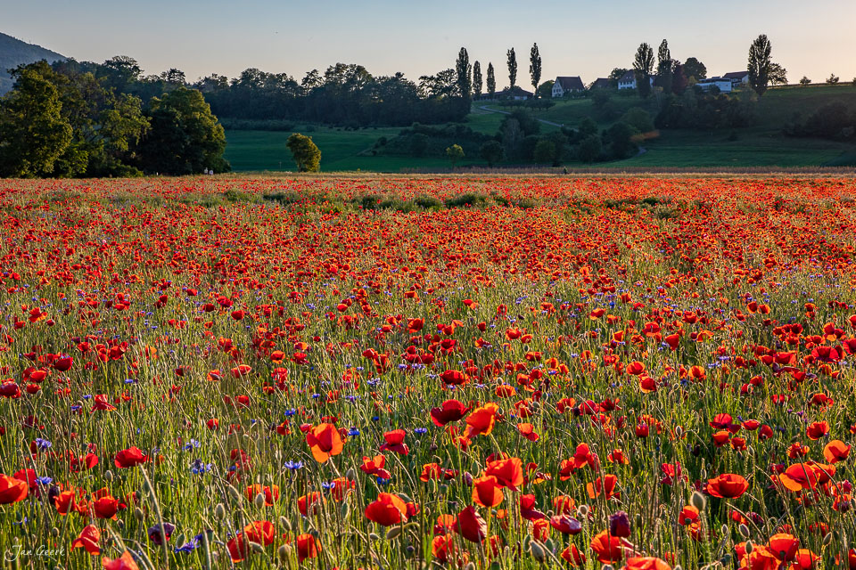 Rotes Mohnfeld in voller Blüte bei Aesch im Baselbiet, Frühsommer, Nordwestschweiz – Jan Geerk Fotograf Basel