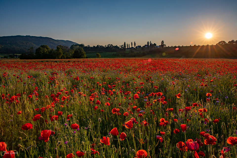 Rotes Mohnfeld bei Aesch im Baselbiet bei Sonnenaufgang Schweiz Jan Geerk Fotograf Basel