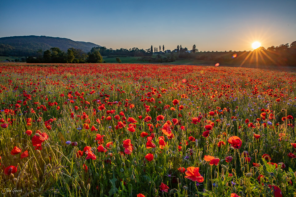Rotes Mohnfeld bei Aesch in goldener Abendsonne, Baselland Schweiz – Jan Geerk Fotograf Basel