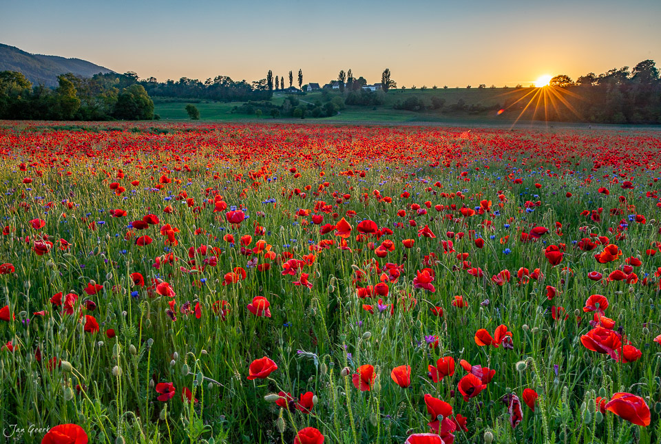 Rotes Mohnfeld in Aesch bei Sonnenaufgang, Baselland Schweiz – Jan Geerk Fotograf Basel