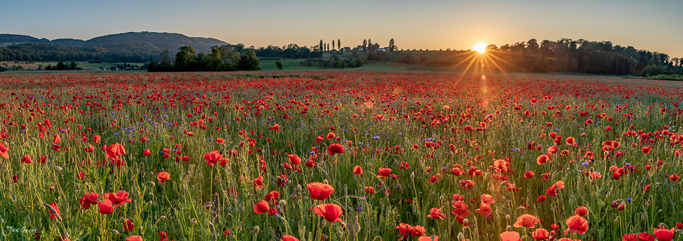 Blühendes Mohnfeld in Aesch bei Sonnenaufgang, Baselland, Nordwestschweiz – Jan Geerk Fotograf Basel