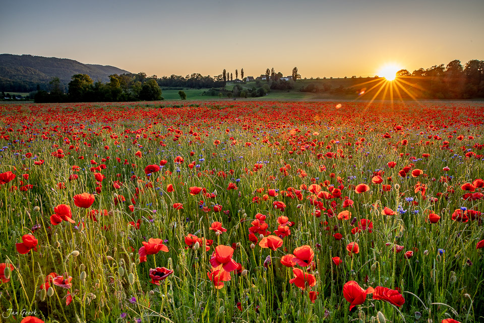 Rotes Mohnfeld bei Sonnenaufgang in Aesch, Baselland Schweiz – Jan Geerk Fotograf Basel