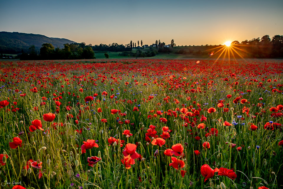 Rotes Mohnfeld bei Sonnenaufgang in Aesch, Baselland, Schweiz – Jan Geerk Fotograf Basel