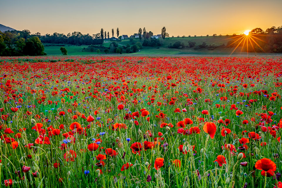 Rotes Mohnfeld bei Aesch im Baselbiet bei Sonnenaufgang, Nordwestschweiz – Jan Geerk Fotograf Basel