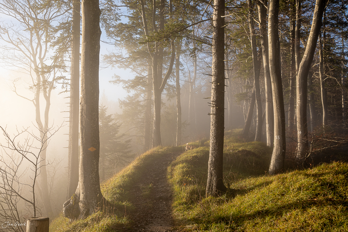 Nebeliger Herbstwald in der Belchenregion mit Kantlicht und Moosbedeckung, Baselland Schweiz – Jan Geerk Fotograf Basel