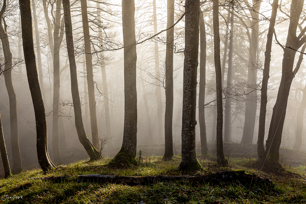 Nebliger Wald mit Buchen im Herbst in der Belchenregion Baselland Schweiz – Jan Geerk Fotograf Basel