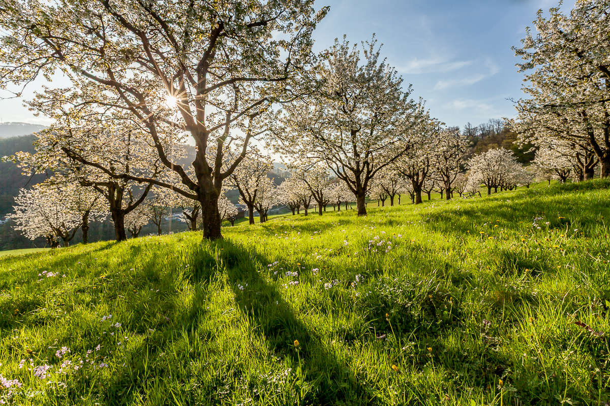 Kirschblüte in Arlesheim mit grüner Wiese und Frühjahrsblüte in der Schweiz – Jan Geerk Fotograf Basel