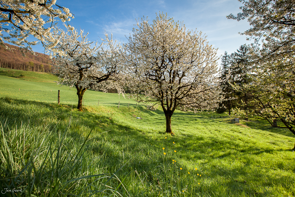Kirschbäume in voller Blüte auf grüner Wiese in Arlesheim, Frühlingsstimmung, Baselbiet Schweiz – Jan Geerk Fotograf Basel