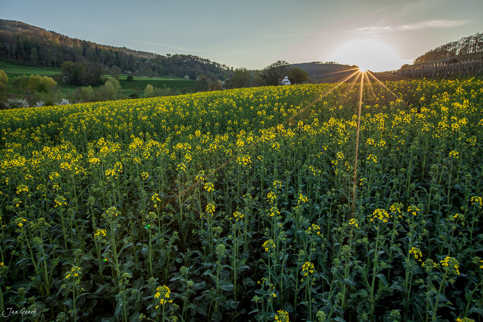 Rapsfeld in voller Blüte mit Sonne am Horizont in Arlesheim, Baselbiet, Schweiz – Jan Geerk Fotograf Basel