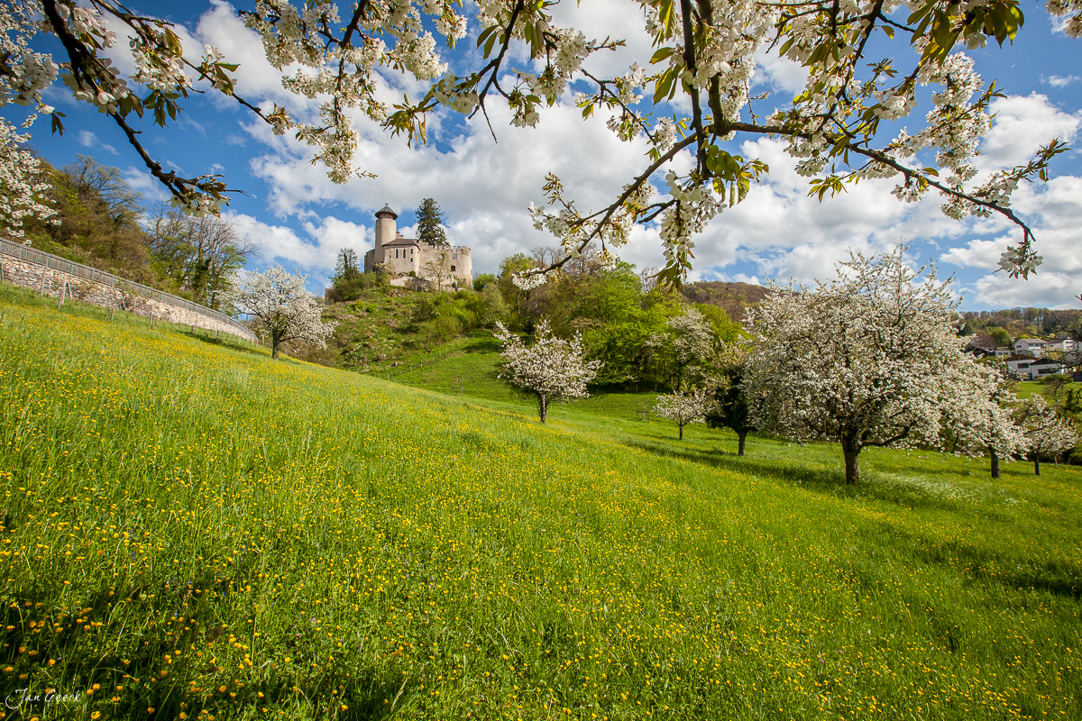 Schloss Arlesheim mit blühenden Kirschbäumen auf grüner Wiese mit Löwenzahn, Frühling, Nordwestschweiz, Schweiz – Jan Geerk Fotograf Basel