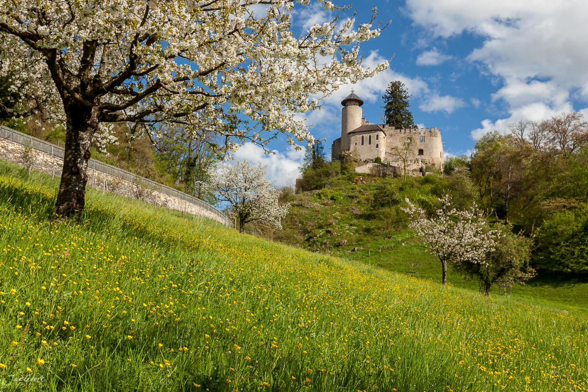 Kirschblüte und mittelalterliche Burg in Arlesheim, Frühjahr in der Nordwestschweiz – Jan Geerk Fotograf Basel