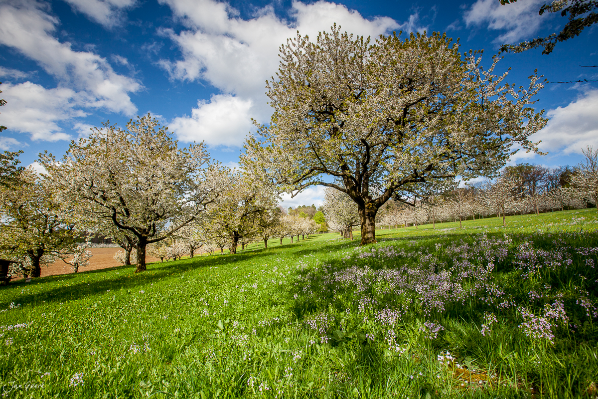 Blühende Kirschbäume in Arlesheim, grüne Wiese mit Frühjahrsblüten, blauer Himmel, Nordwestschweiz – Jan Geerk Fotograf Basel