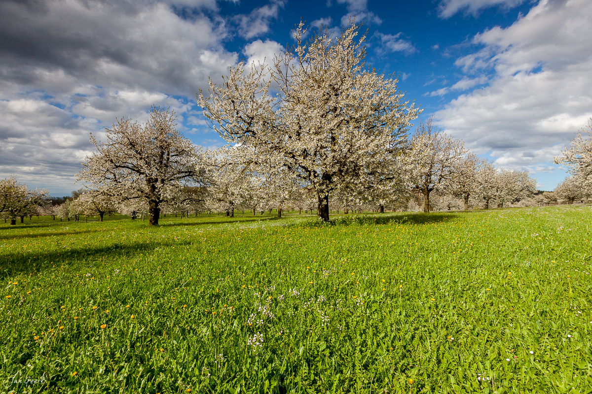 Kirschblüte in voller Blüte auf grüner Wiese in Arlesheim, Frühling, Nordwestschweiz – Jan Geerk Fotograf Basel