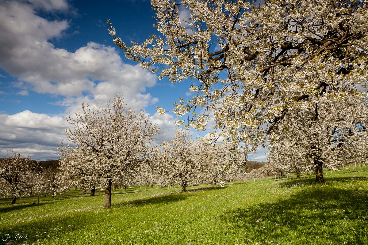 Kirschblüte in Arlesheim mit grüner Wiese unter blauem Himmel Nordwestschweiz Schweiz Jan Geerk Fotograf Basel