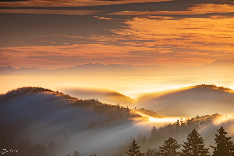 Nebellandschaft Bölchen mit Sonnenaufgang und Koniferen im Winter Nordwestschweiz Schweiz Jan Geerk Fotograf Basel