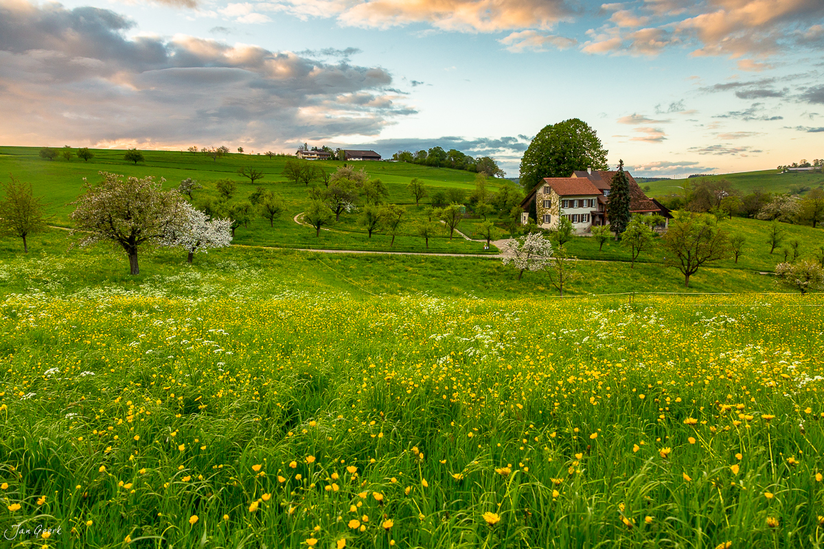 Blütezeit Kirschbäume Maisprach Frühling Baselland Schweiz Jan Geerk Fotograf Basel
