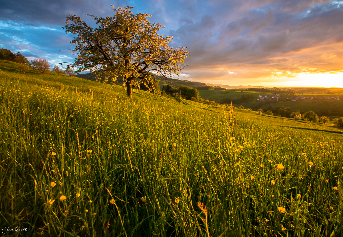 Frühjahrswiese mit Löwenzahn und Baum Baselland Sonnenaufgang Nordwestschweiz – Jan Geerk Fotograf Basel
