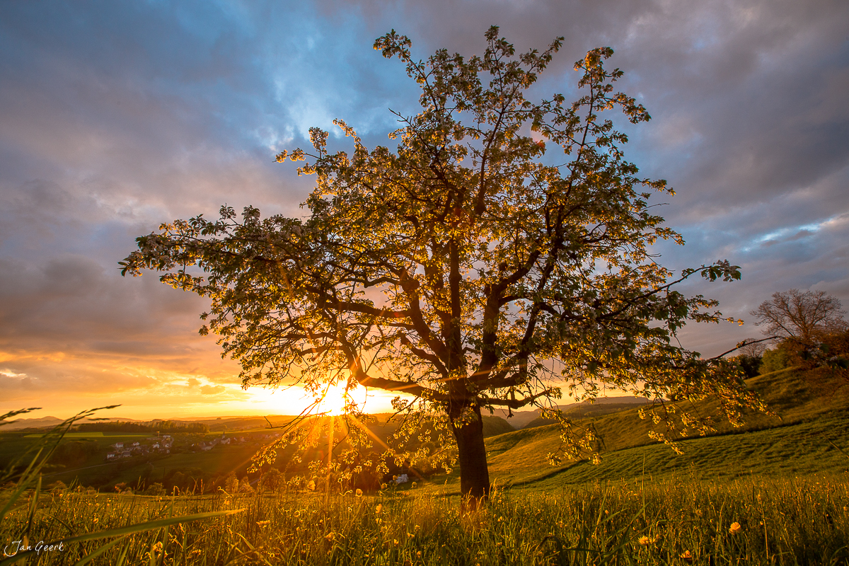 Blühender Kirschbaum Maisprach Baselland Sonnenaufgang Frühling Schweiz Jan Geerk
