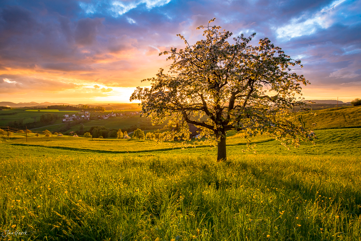 Einzelner Baum Frühjahrslandschaft Maisprach Sonnenaufgang Baselland Schweiz Jan Geerk Fotograf Basel