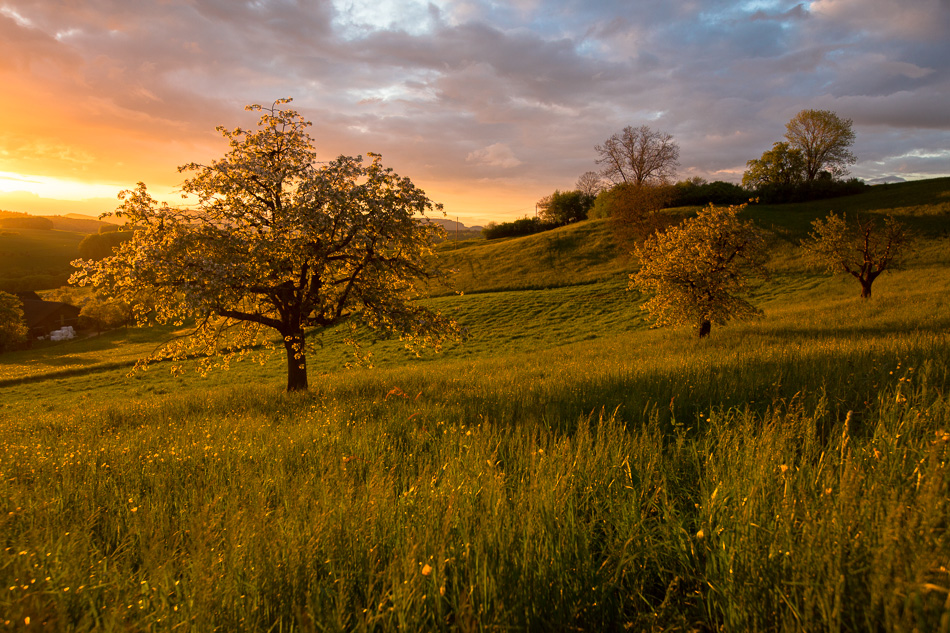 Frühlingslandschaft mit Kirschbäumen Baselland Sonnenaufgang Nordwestschweiz – Jan Geerk Fotograf Basel