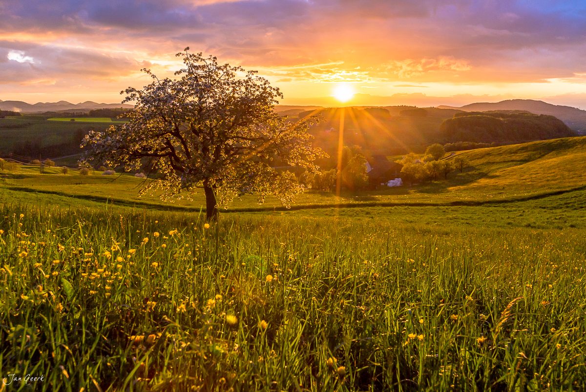 Obstbaumblüte Baselland Frühjahrssonnenaufgang Nordwestschweiz – Jan Geerk Fotograf Basel