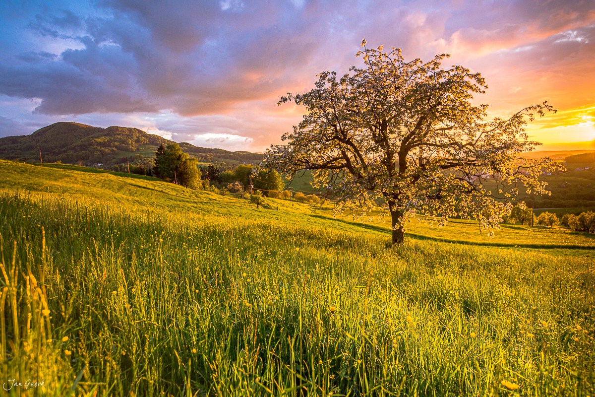 Frühjahrslandschaft mit Kirschbaum bei Maisprach Baselland Sonnenaufgang Schweiz Jan Geerk Fotograf Basel