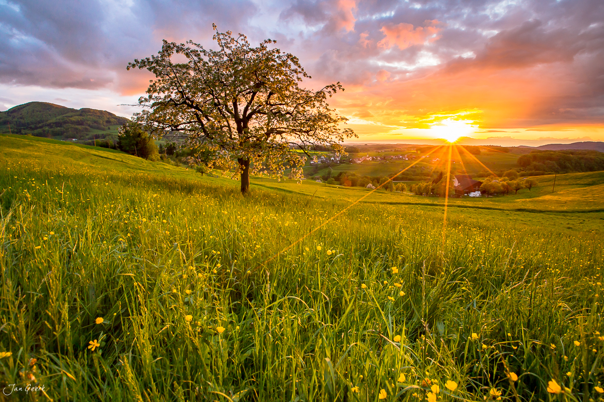 Frühlingswiese mit Kirschbaum Maisprach Sonnenaufgang Baselland Schweiz Jan Geerk Fotograf Basel