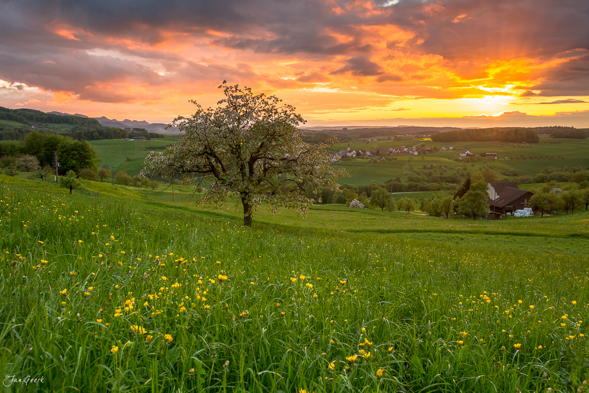Blühender Kirschbaum Frühjahrswiese Sonnenuntergang Baselland Schweiz Jan Geerk Fotograf Basel