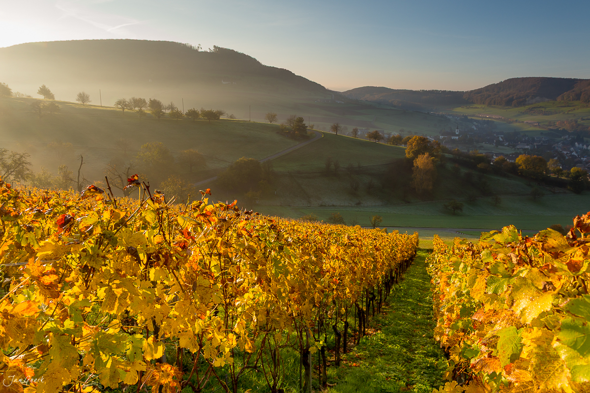 Herbstliche Weinberge Arisdorf Magden Baselbiet Baselland Schweiz – Jan Geerk Fotograf Basel