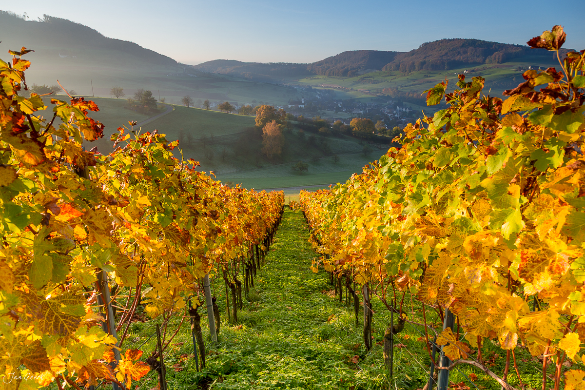 Herbstliche Weinreben Baselland Olsberg Herbst Stimmung Schweiz Jan Geerk Fotograf Basel